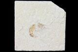 Cretaceous Fossil Shrimp - Lebanon #123866-1